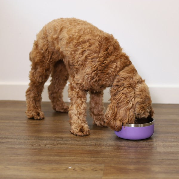 Rosewood Double Wall Stainless Steel Pet Bowl Spill-Resistant, Insulated Lilac