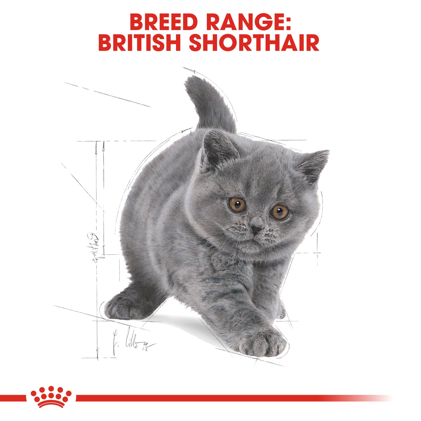 ROYAL CANIN® British Shorthair Kitten Dry Food