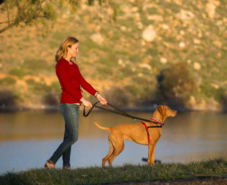 Halti Dog Training Lead