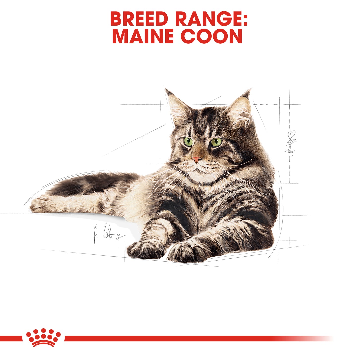 ROYAL CANIN® Maine Coon Adult Dry Cat Food
