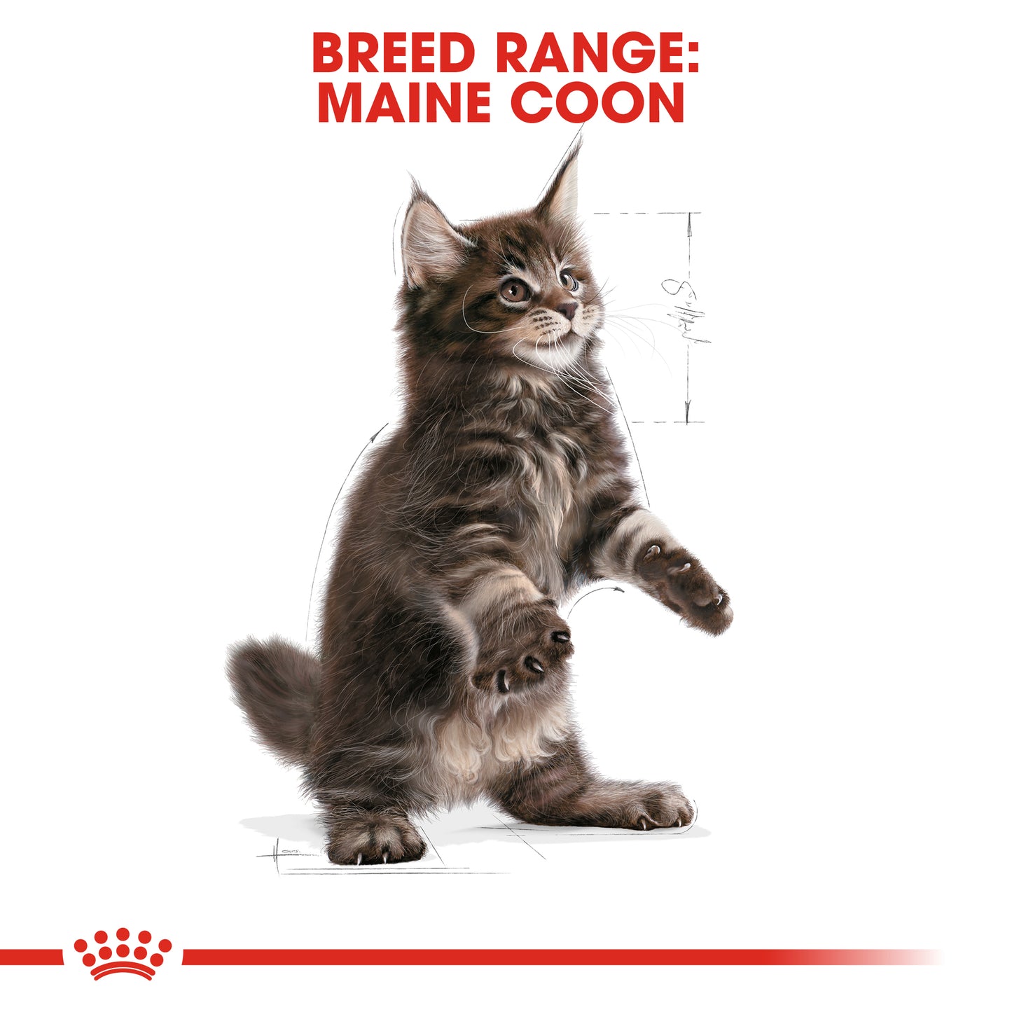 ROYAL CANIN® Maine Coon Kitten Dry Food