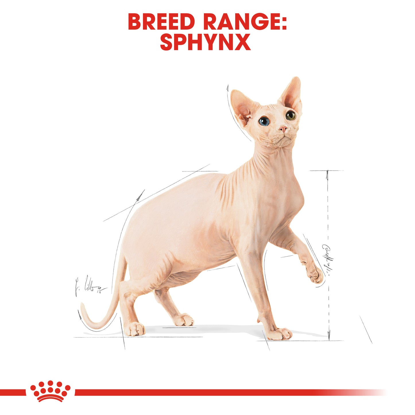 ROYAL CANIN®Sphynx Cat Adult Dry Cat Food