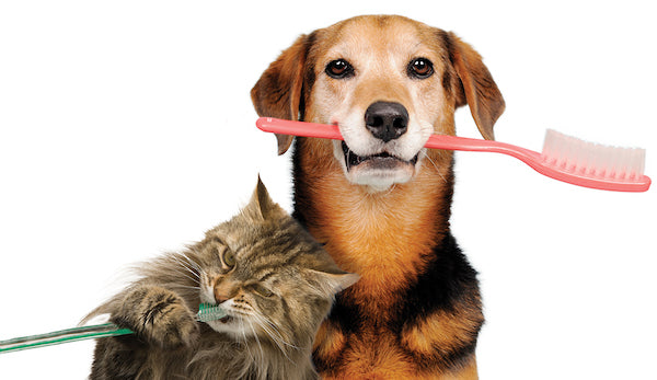 Proden Plaque of Animal Powder