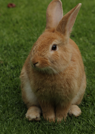 Explore Small Pet Food