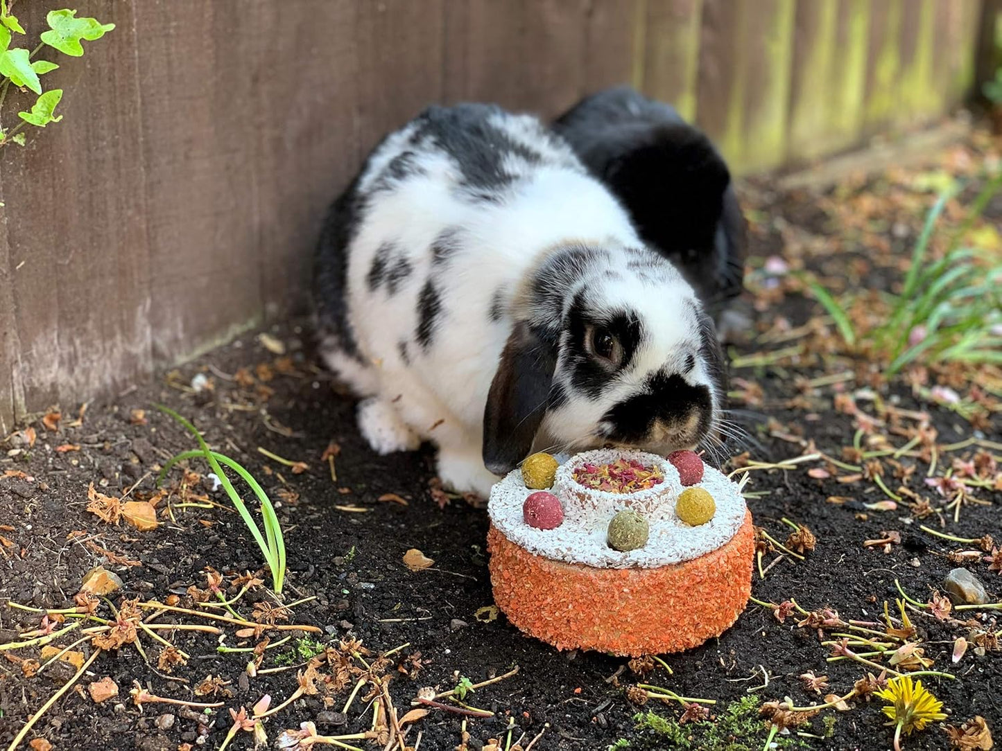 Rosewood Natural Celebration Cake Small Animal Treats, Case of 6