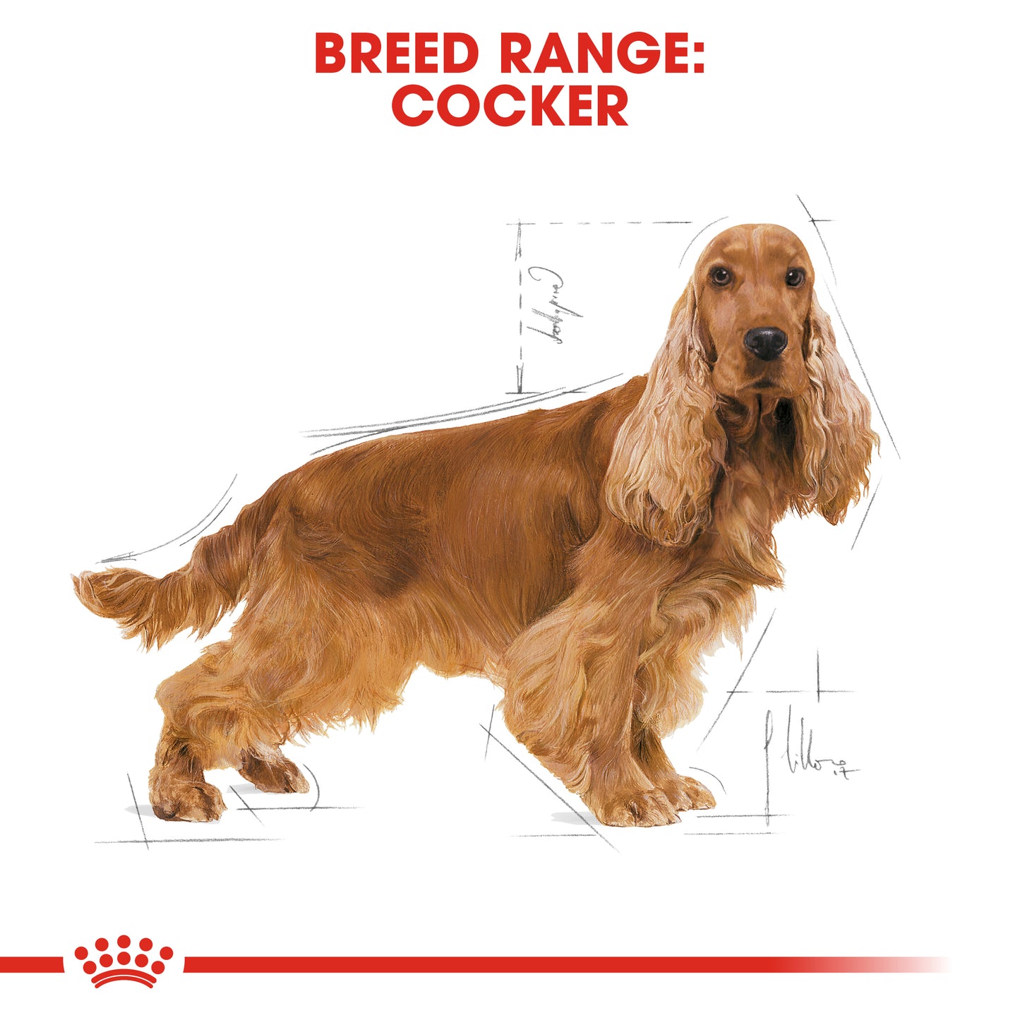 ROYAL CANIN® Cocker Adult Dry Dog Food