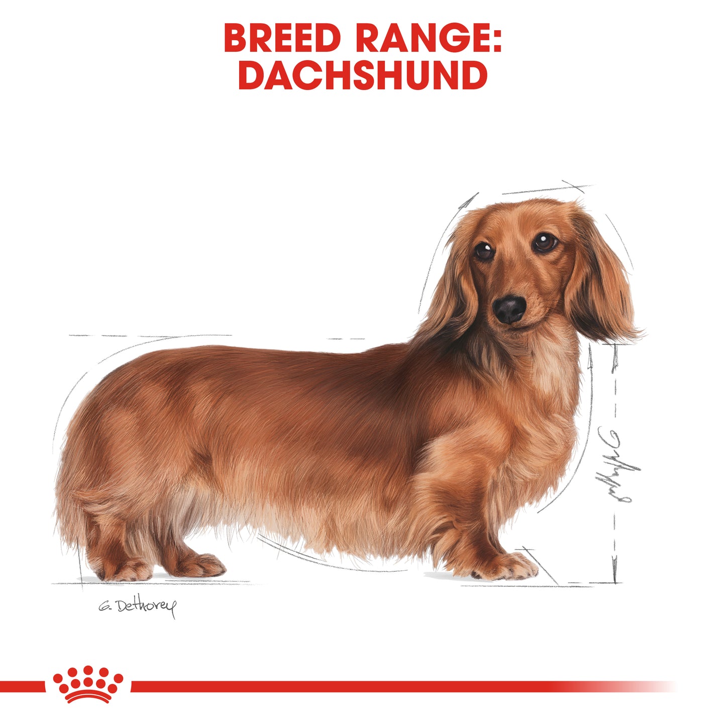 ROYAL CANIN® Dachshund Adult Dry Dog Food
