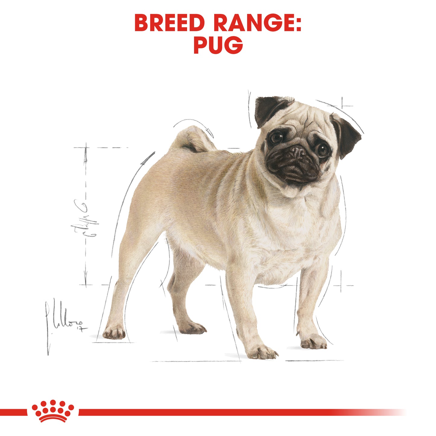 ROYAL CANIN® Pug Adult Dry Dog Food