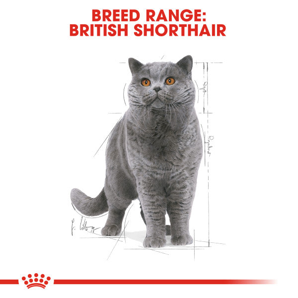 ROYAL CANIN British Shorthair Adult In Gravy Wet Cat Food