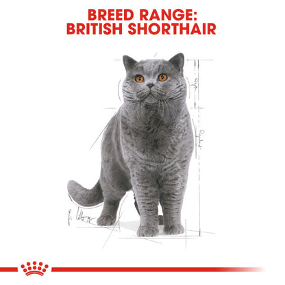 ROYAL CANIN British Shorthair Adult In Gravy Wet Cat Food